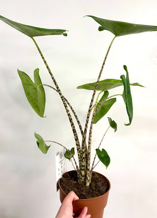 Alocasia Zebrina