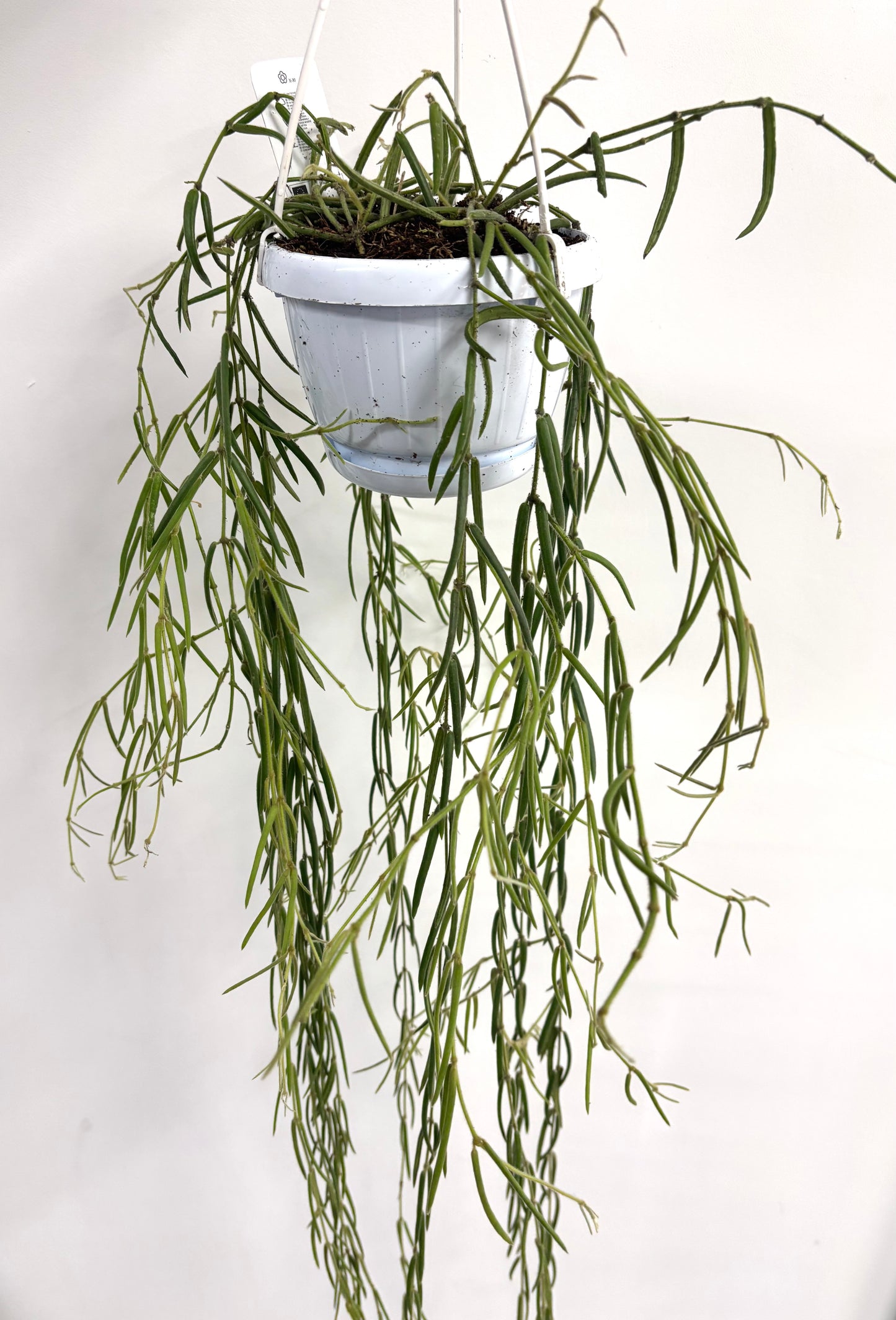 Hoya Linearis