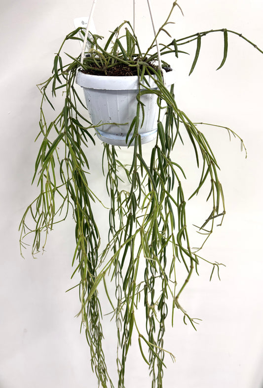 Hoya Linearis