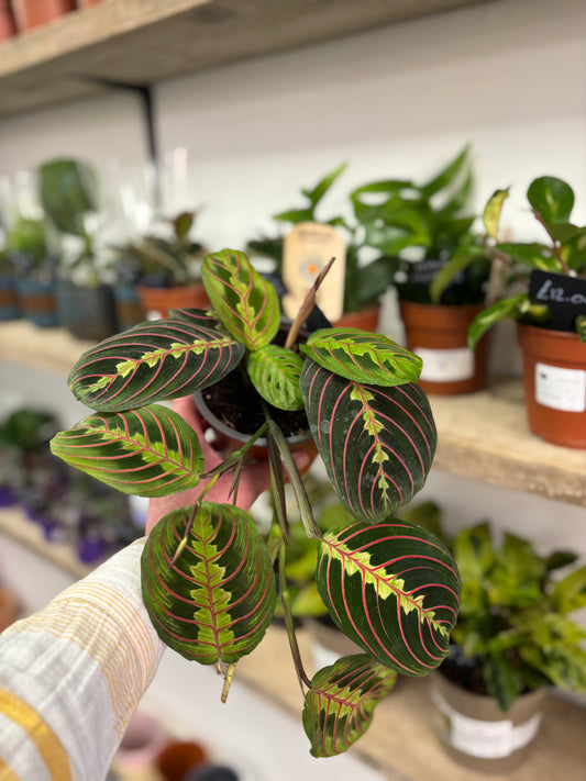 Maranta Fascinator