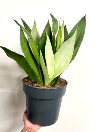 Sansevieria Moonshine