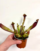 Sarracenia Flytrap - Pitcher plant