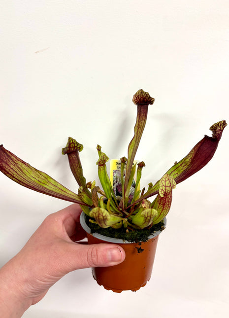 Sarracenia Flytrap - Pitcher plant
