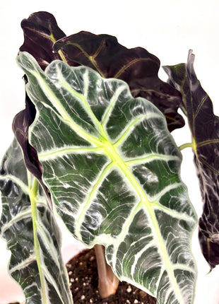 Alocasia Polly