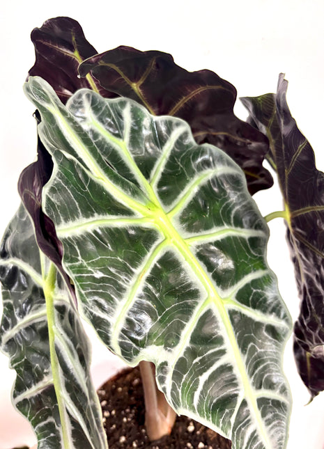 Alocasia Polly