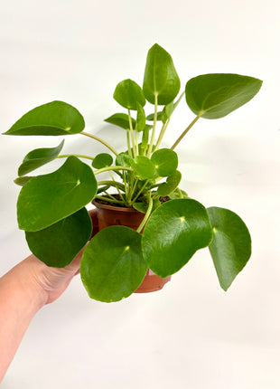 Pilea Peperomioides