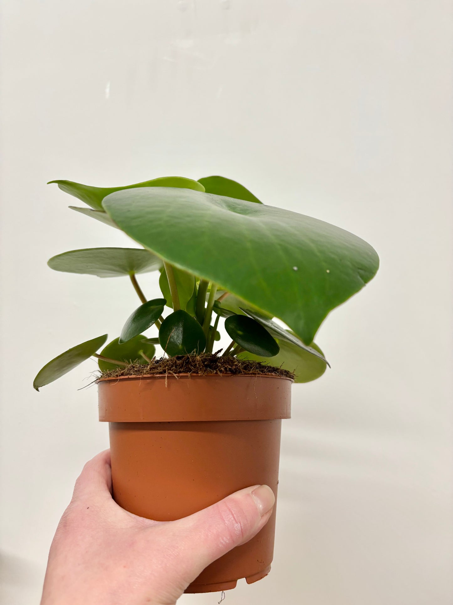 Peperomia Raindrop