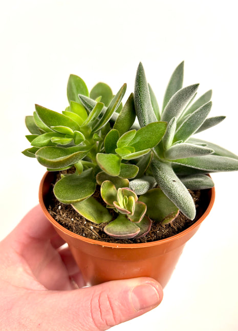 Mixed potted succulents