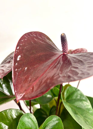 Anthurium Adios Chocolate