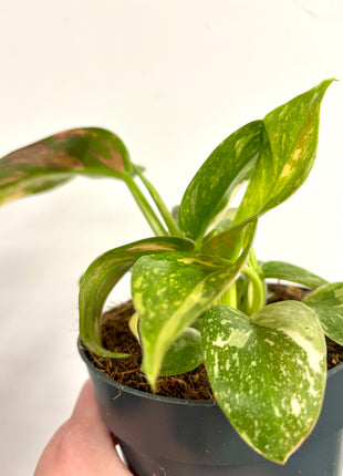 Philodendron Congo Variegata (possibly Green Congo Nuclear)
