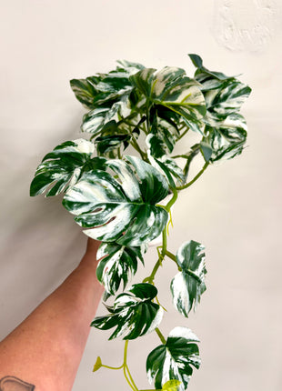 Faux variegated Monstera