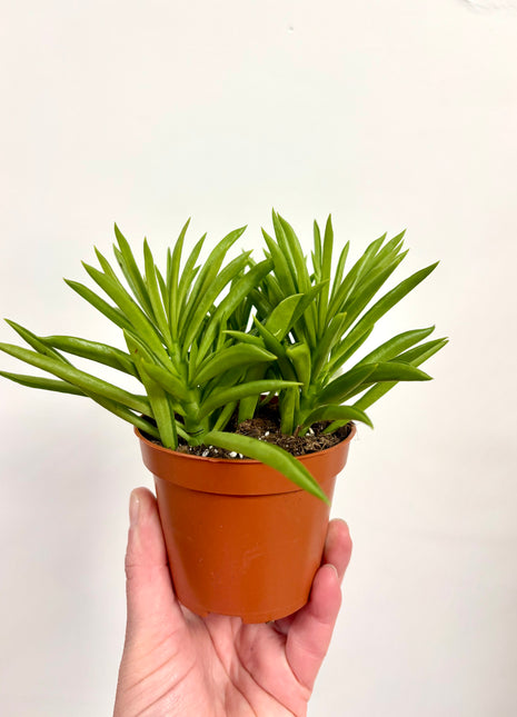 Peperomia Happy Bean