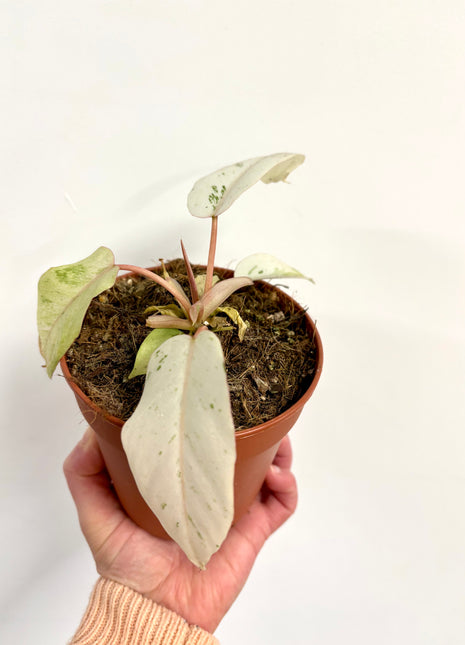 Philodendron Snowdrift