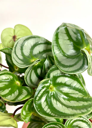Peperomia Watermelon