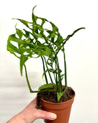 Monstera Oblique Peru