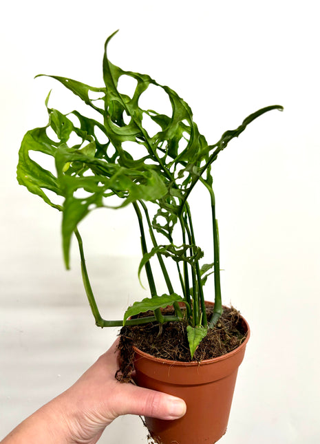 Monstera Oblique Peru