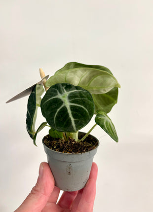 Alocasia Ninja