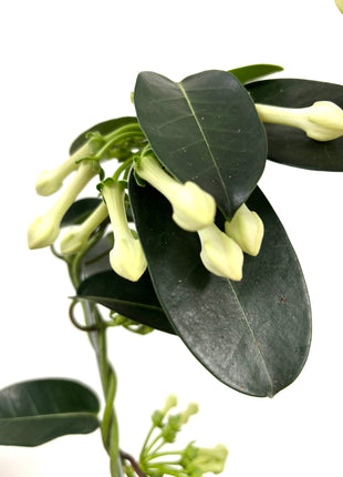 Stephanotis floribunda