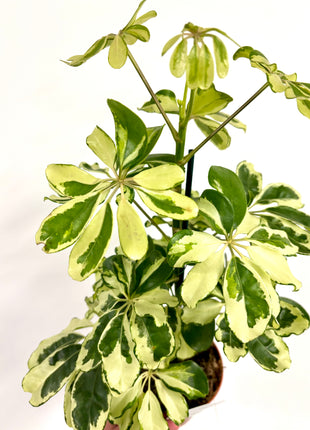 Schefflera Charlotte