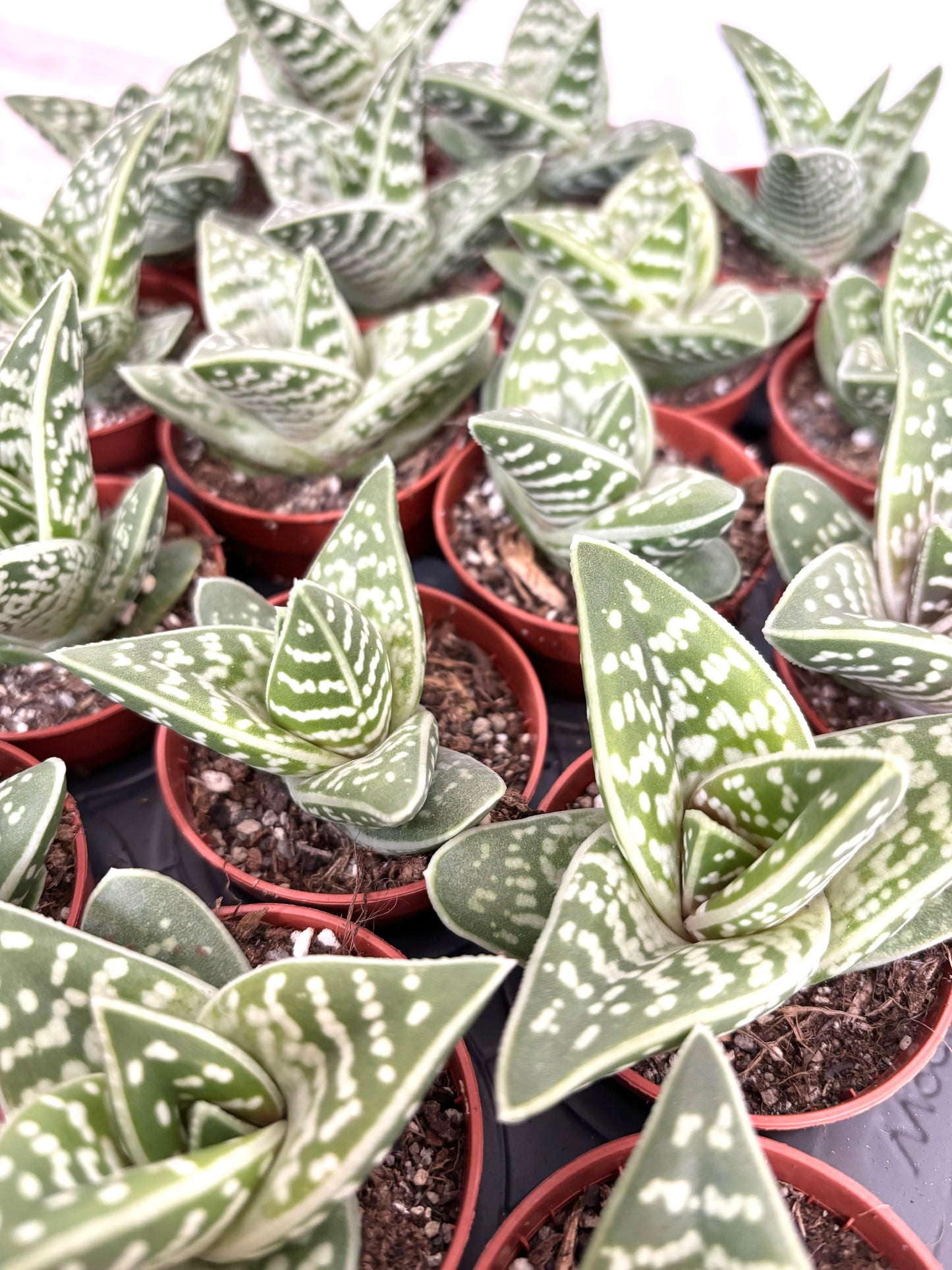 Aloe Variegata