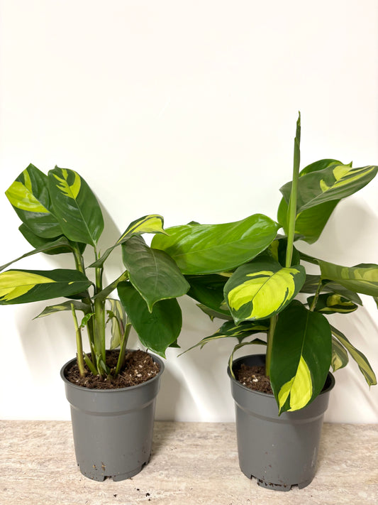 Calathea Pilosa