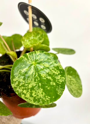 Pilea Peperomioides Mojito