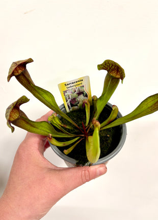 Sarracenia Flytrap - Pitcher plant