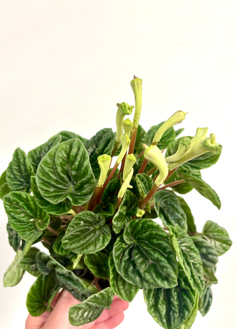 Peperomia Lilian