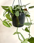 Epipremnum Cebu Blue