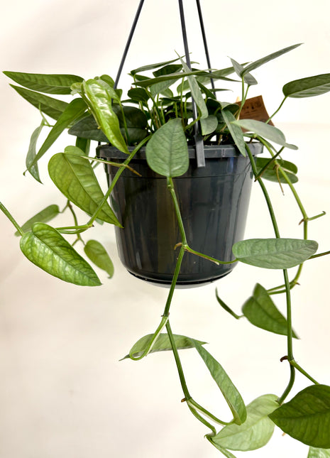 Epipremnum Cebu Blue