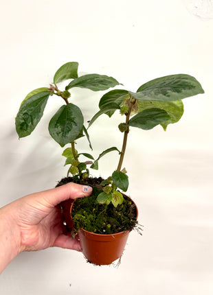 Elatostema Vittatum