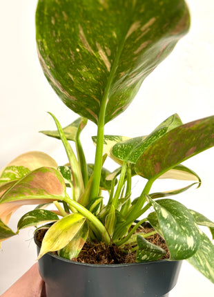 Philodendron Congo Variegata (possibly Green Congo Nuclear)