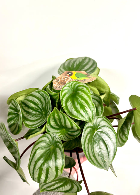 Peperomia Watermelon