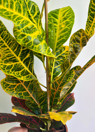 Codiaeum/Croton
