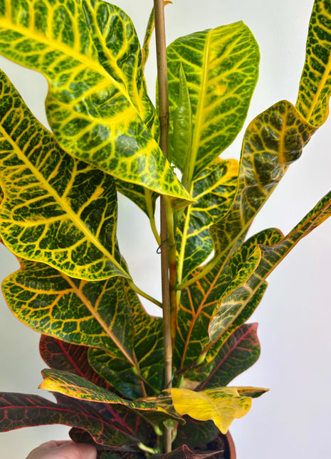 Codiaeum/Croton