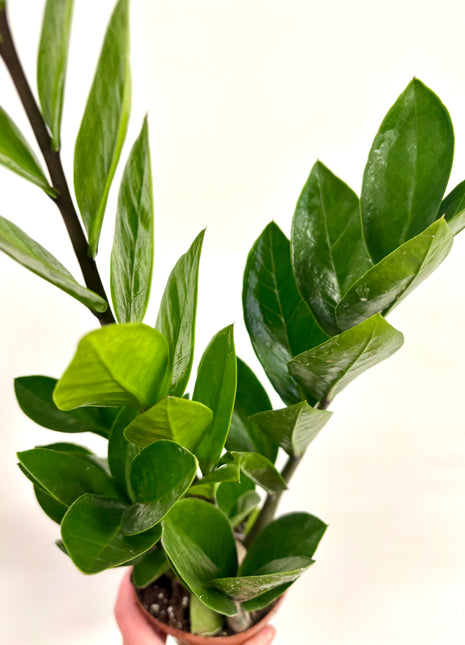 Zamio  Zamiifolia