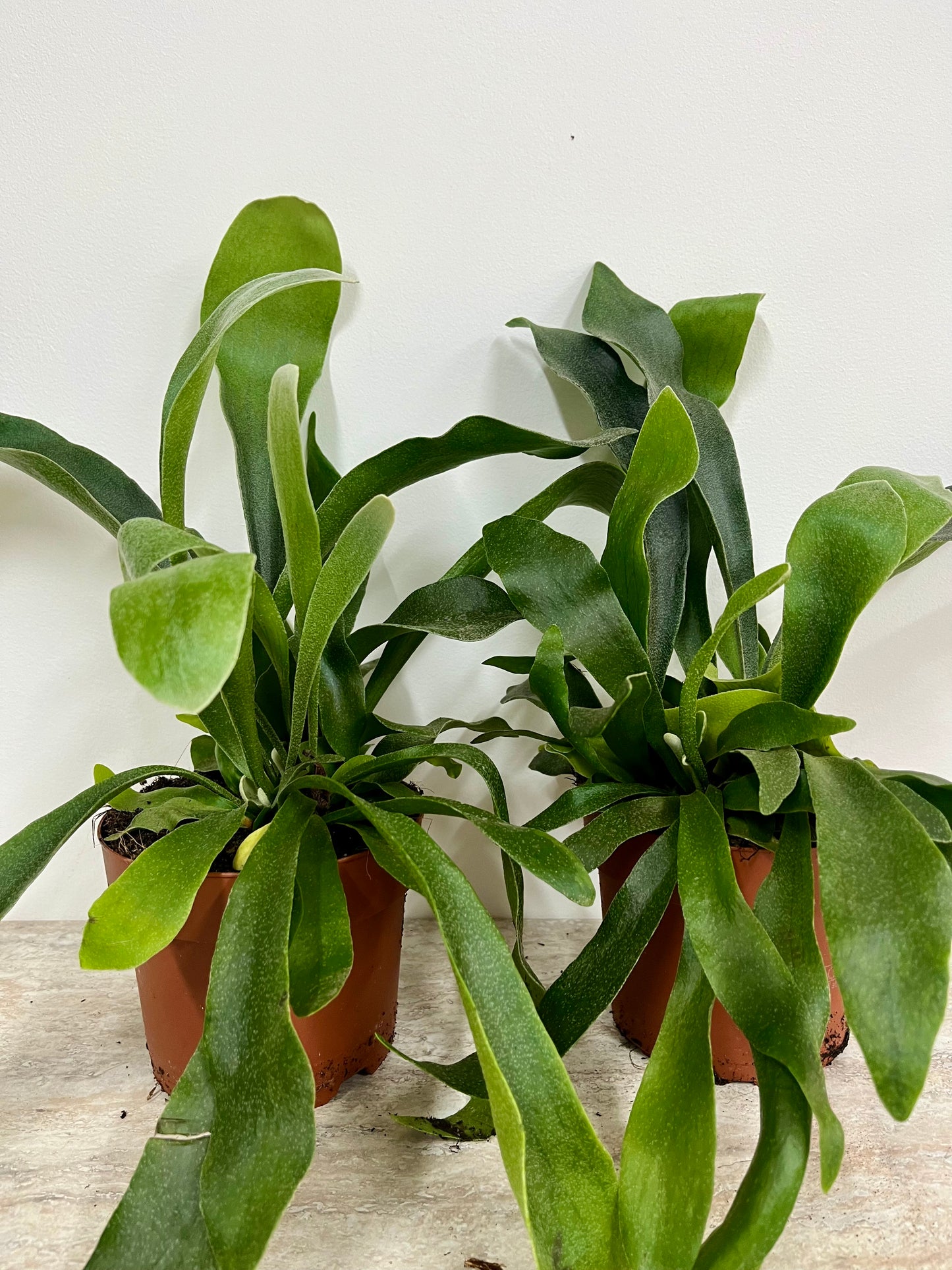 Platycerium Biforcatum / Staghorn Fern