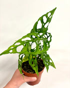 Monstera Oblique Peru
