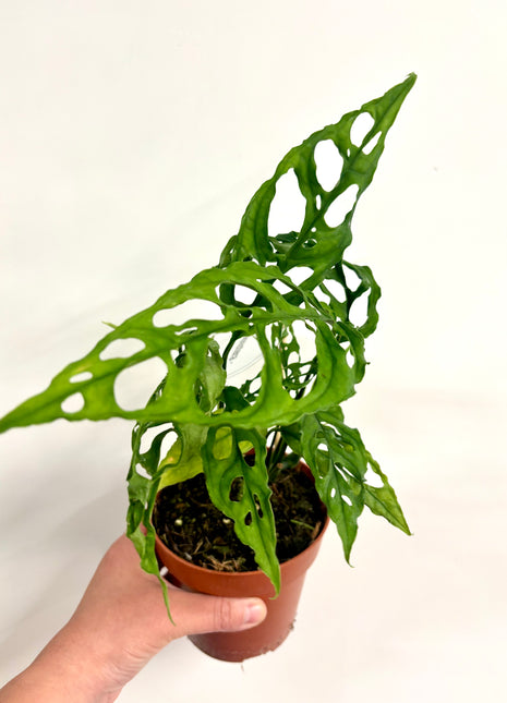 Monstera Oblique Peru