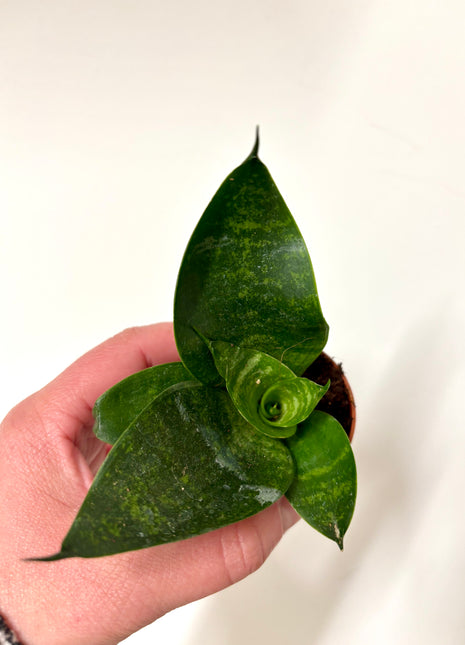 Mixed Sansevieria