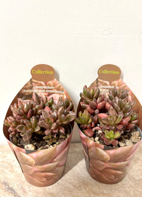 Lenopetalum Chocolate & Strawberry