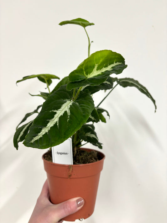 Syngonium Wendlandii