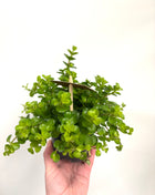 Peperomia Rotundifolia