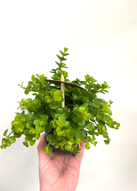 Peperomia Rotundifolia