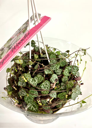 Ceropegia silver glory/string of hearts