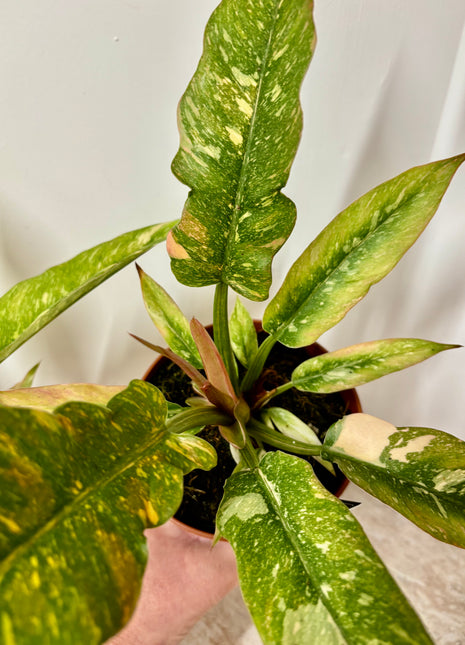 Philodendron Ring of Fire
