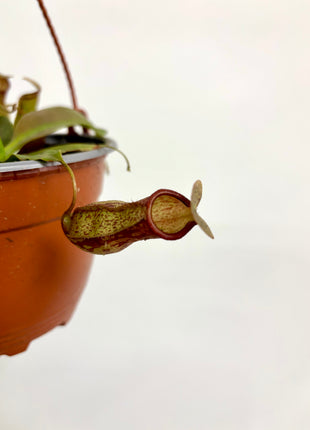 Pitcher plant