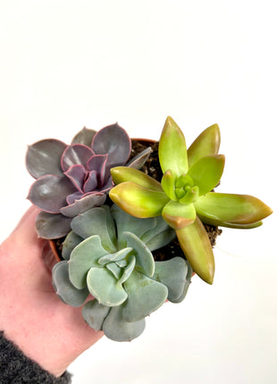 Mixed potted succulents
