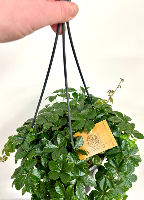 Parthenocissus Striata /Sugar vine