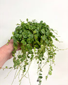 Peperomia Prostrata/ string of turtles